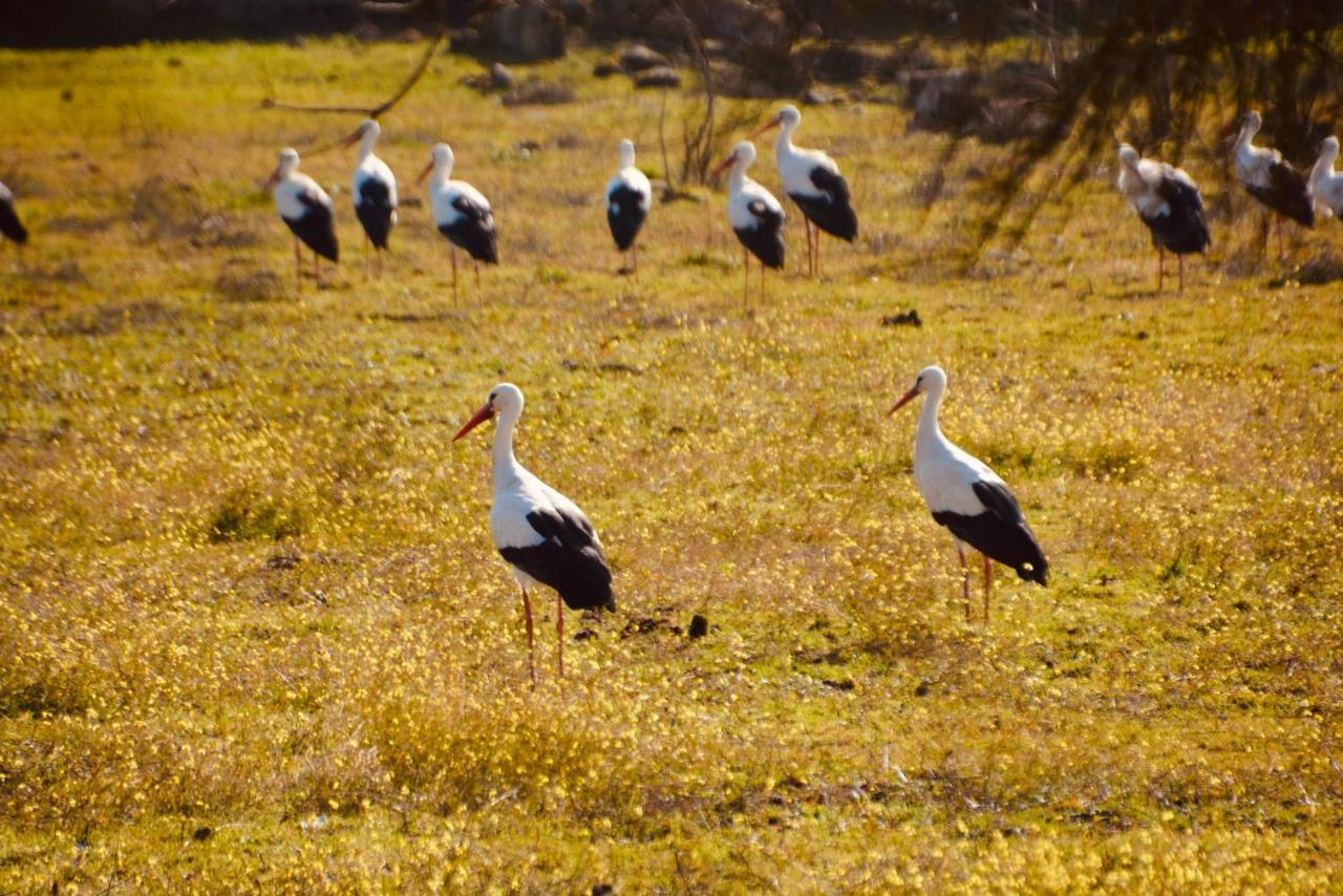 Posada Rural La Resinera La Adrada Εξωτερικό φωτογραφία